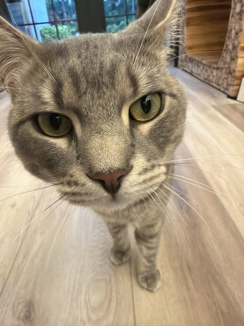 Loki, a cat for adoption from For the Love of Cats, Inc.