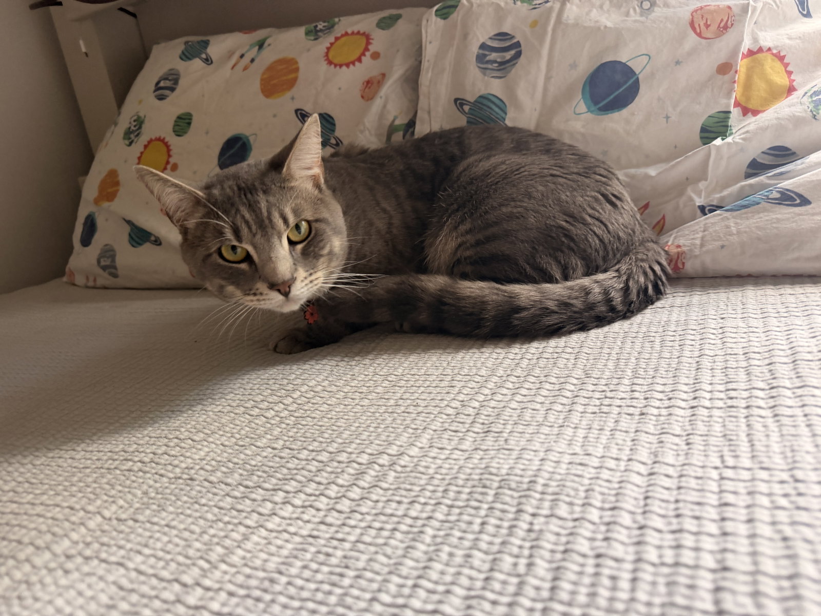 Loki, photo 2
