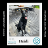 adoptable Dog in , PA named Heidi 111321