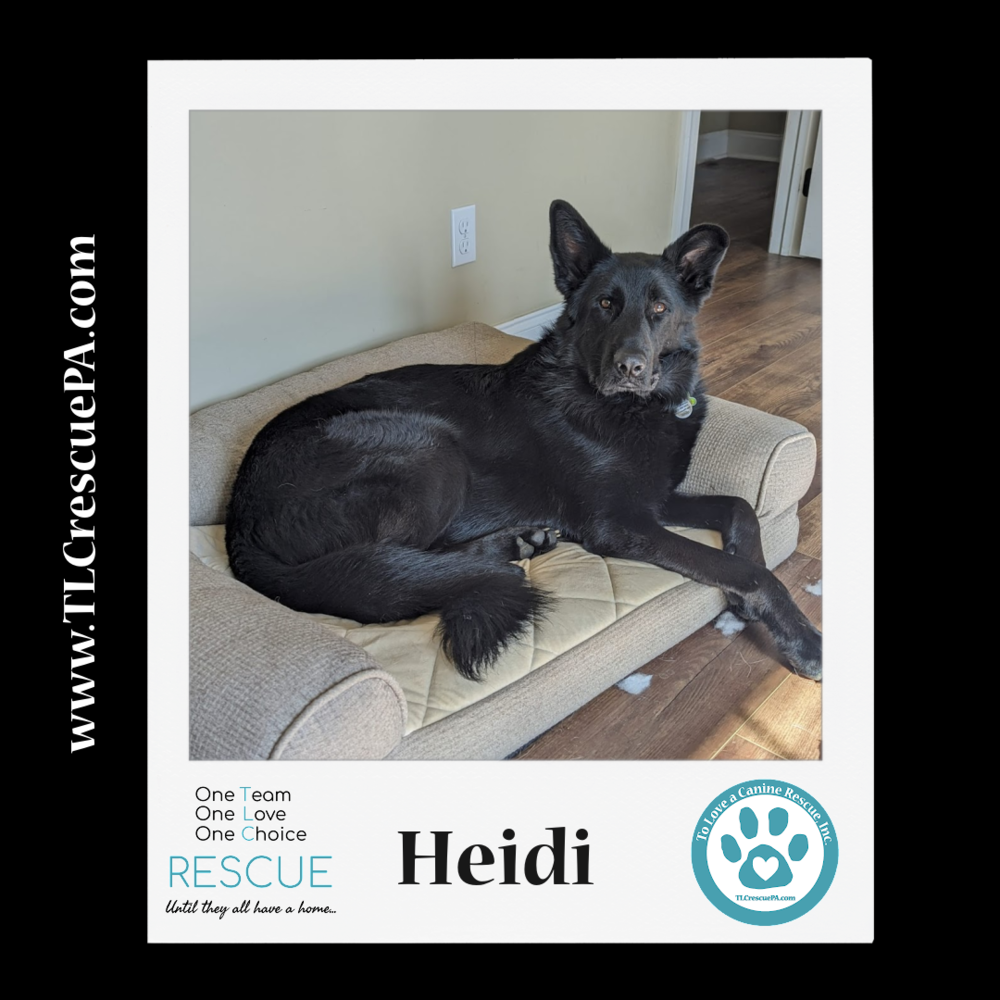 adoptable Dog in Kimberton, PA named Heidi 111321