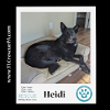 adoptable Dog in  named Heidi 111321