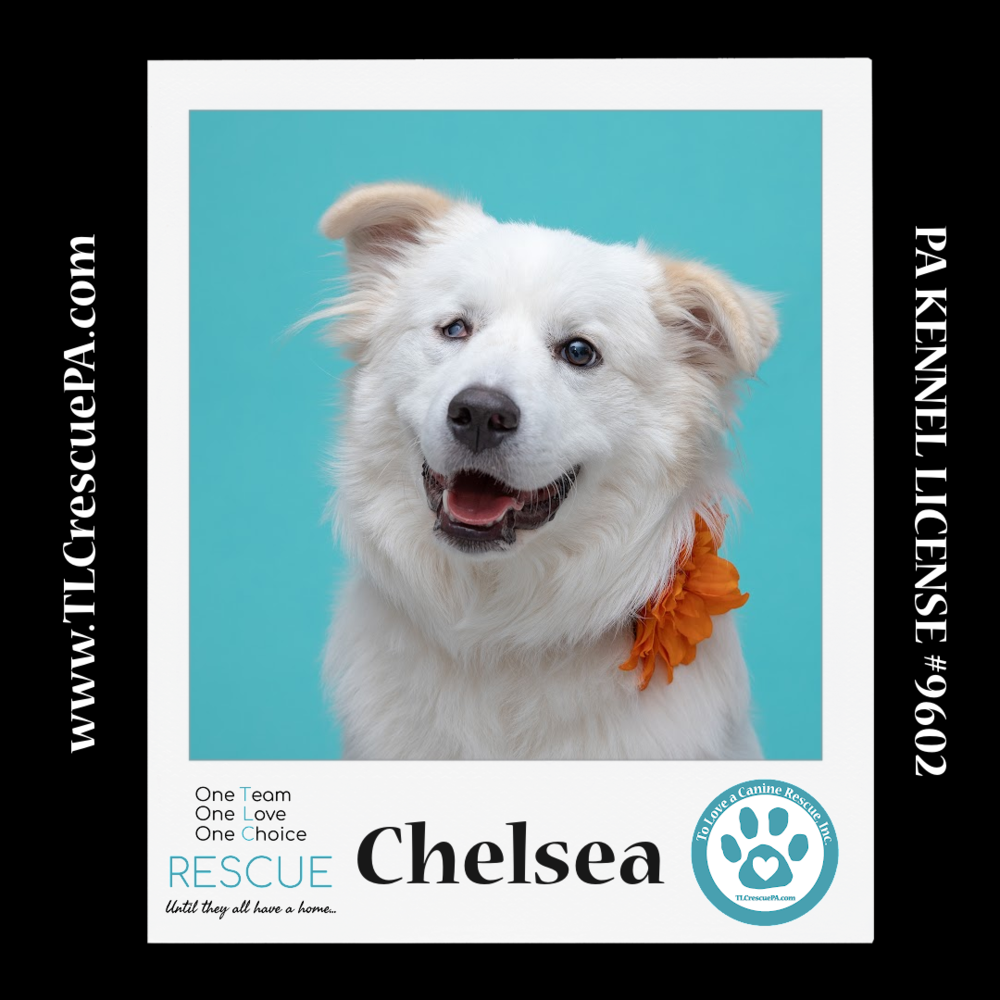 adoptable Dog in Kimberton, PA named Chelsea 061723