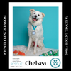 adoptable Dog in Kimberton, PA named Chelsea 061723