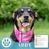 adoptable Dog in  named Abby (Mom to the Brindle Boos) 110423