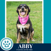 Abby (Mom to the Brindle Boos) 110423 - Photo 1