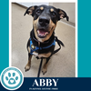 Abby (Mom to the Brindle Boos) 110423 - Photo 2