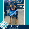 Abby (Mom to the Brindle Boos) 110423 - Photo 3
