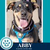 Abby (Mom to the Brindle Boos) 110423 - Photo 4