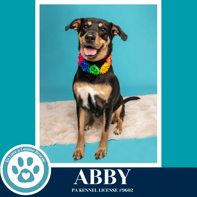 Abby Mom To The Brindle Boos - Lab