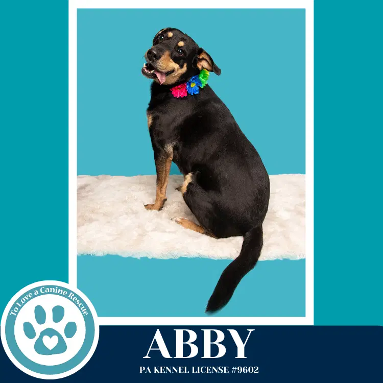 Abby Mom To The Brindle Boos image 2