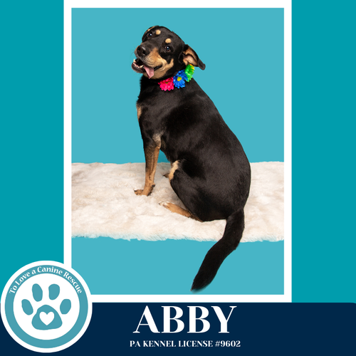 Photo 2 of Abby (Mom to the Brindle Boos) 110423