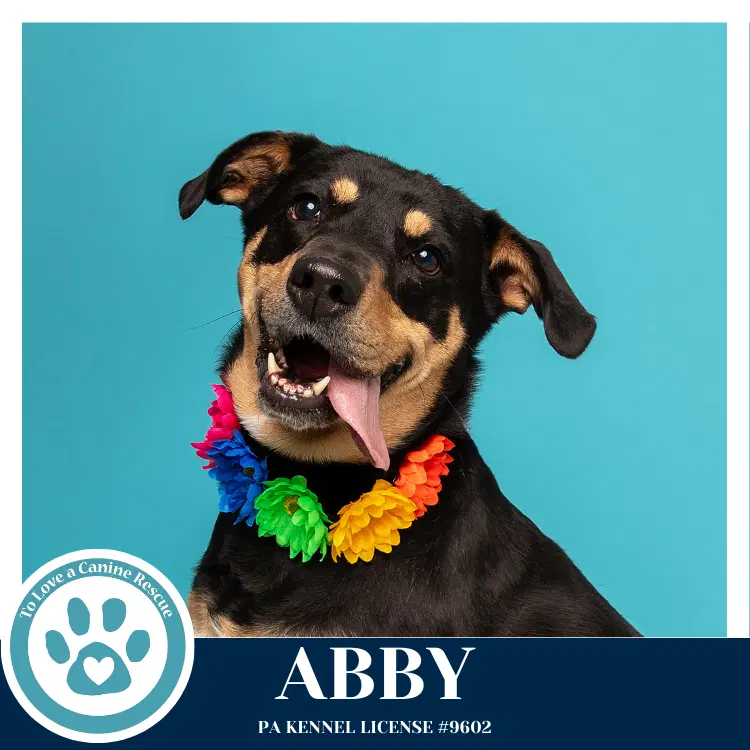 Abby Mom To The Brindle Boos image 3