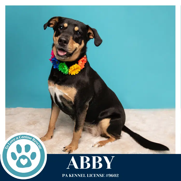 Abby Mom To The Brindle Boos image 4