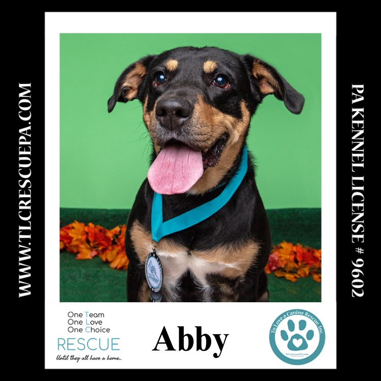 adoptable Dog in Kimberton, PA named Abby 110423