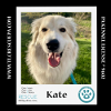 adoptable Dog in  named Kate 012724