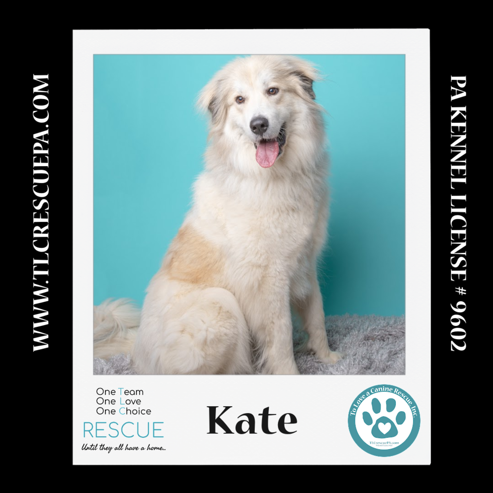 adoptable Dog in Kimberton, PA named Kate 012724