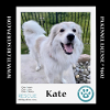 adoptable Dog in kimberton, PA named Kate 012724