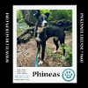 adoptable Dog in  named Phineas (Sweet Siblings) 012724