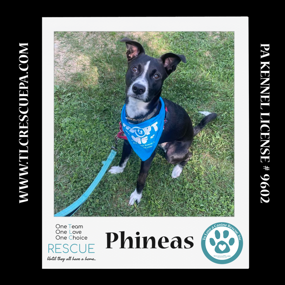 adoptable Dog in Kimberton, PA named Phineas (Sweet Siblings) 012724