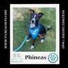 adoptable Dog in  named Phineas (Sweet Siblings) 012724