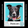 adoptable Dog in  named Duncan (Cocoa Krispies) 020324