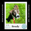 adoptable Dog in  named Brody (New Year