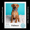adoptable Dog in  named Palmer (The Police Pups) 030224