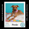 adoptable Dog in  named Posie (The Police Pups) 030224