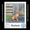 adoptable Dog in  named Peyton (The Police Pups) 030224