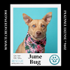 adoptable Dog in kimberton, PA named June Bug (Mom to June Bug