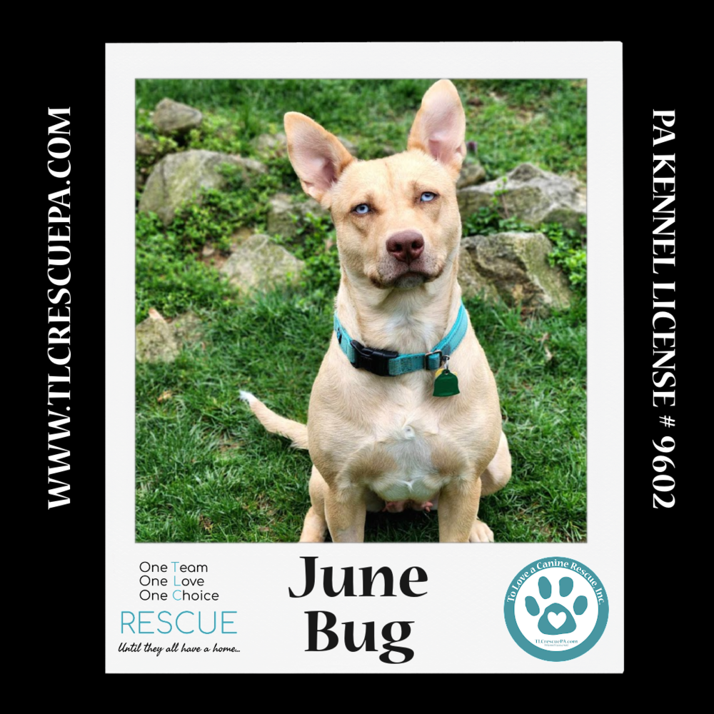 adoptable Dog in Kimberton, PA named June Bug (Mom to June Bug's Bugs Life Pups) 012723