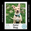 adoptable Dog in  named June Bug (Mom to June Bug