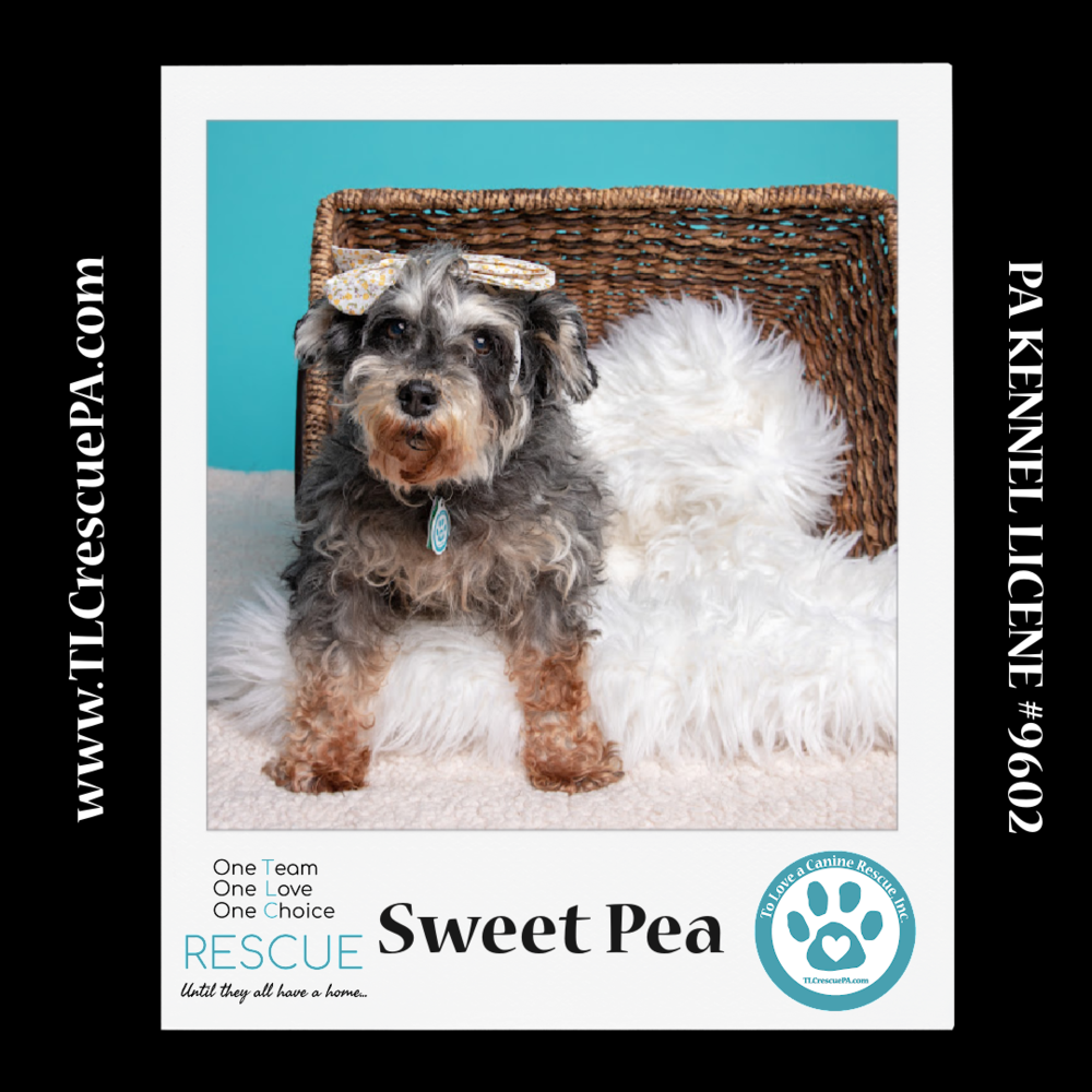 adoptable Dog in Kimberton, PA named Sweet Pea (Bonded Pair with Zena)  030224