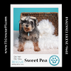 adoptable Dog in  named Sweet Pea (Bonded Pair with Zena)  030224