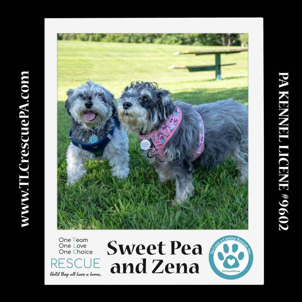 adoptable Dog in Kimberton, PA named Sweet Pea (Bonded Pair with Zena)  030224