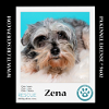 adoptable Dog in  named Zena 030224