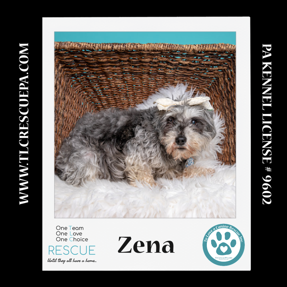 adoptable Dog in Kimberton, PA named Zena (Bonded Pair with Sweet Pea) 030224