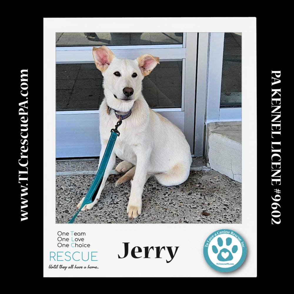 adoptable Dog in Kimberton, PA named Jerry (Cartoon Cuties) 032324