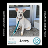 adoptable Dog in  named Jerry (Cartoon Cuties) 032324