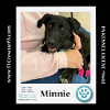 adoptable Dog in  named Minnie (Cartoon Cuties) 032324