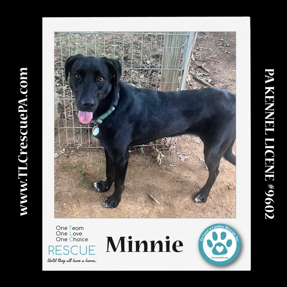 adoptable Dog in Kimberton, PA named Minnie (Cartoon Cuties) 032324