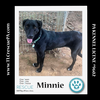 adoptable Dog in  named Minnie (Cartoon Cuties) 032324