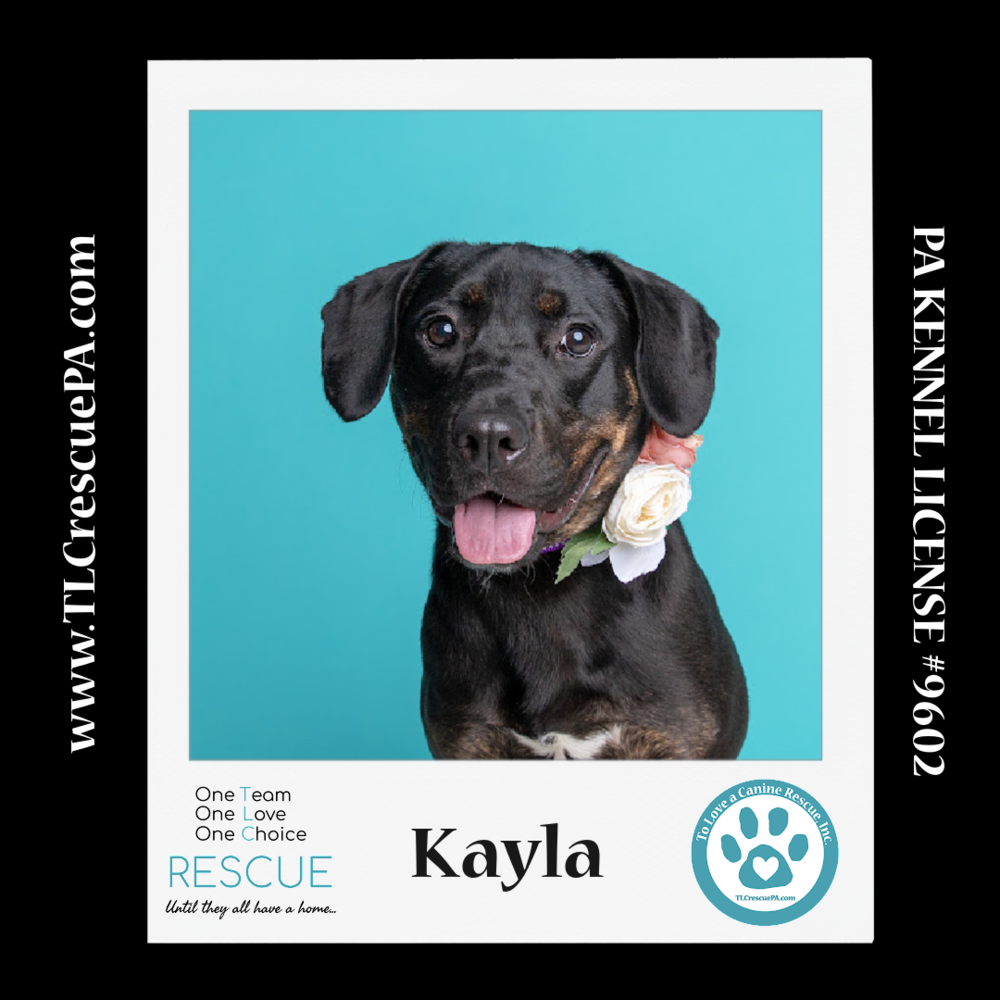 adoptable Dog in Kimberton, PA named Kayla 040624