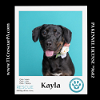 adoptable Dog in  named Kayla 040624