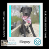 adoptable Dog in  named Flopsy  (Spring Flings) 042024