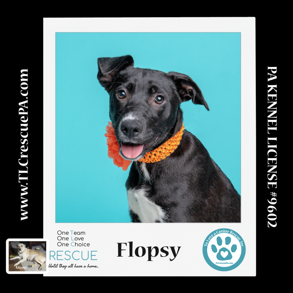 adoptable Dog in Kimberton, PA named Flopsy  (Spring Flings) 042024