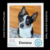 adoptable Dog in  named Donna 042024