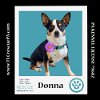 adoptable Dog in  named Donna 042024