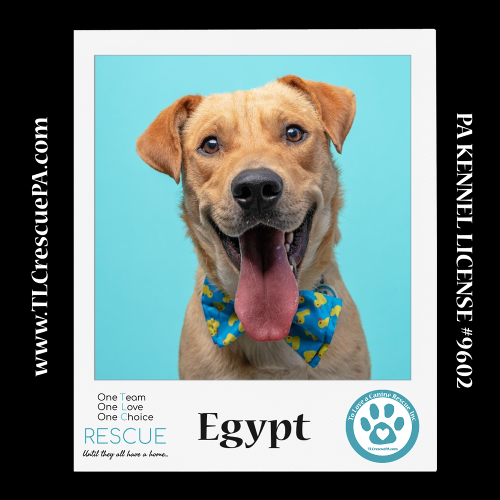 adoptable Dog in Kimberton, PA named Egypt 042024