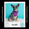 adoptable Dog in  named Swift (aka Oreo) 042024